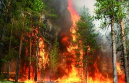 Пожарная безопасность в лесах